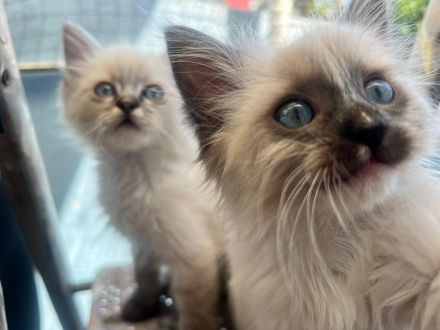 Wunderschöne Reinrassige Ragdoll Kitten suchen ihr Für-immer-Zuhause