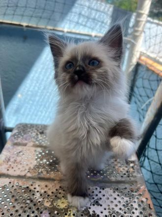 Wunderschöne Reinrassige Ragdoll Kitten suchen ihr Für-immer-Zuhause