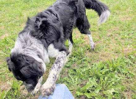Picolino sucht hundeerfahrene, souveräne Menschen