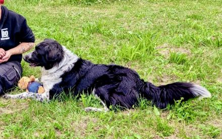 Picolino sucht hundeerfahrene, souveräne Menschen