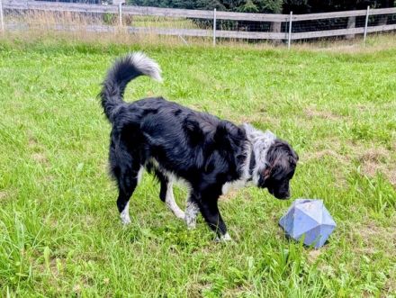 Picolino sucht hundeerfahrene, souveräne Menschen