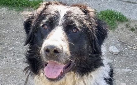 Picolino sucht hundeerfahrene, souveräne Menschen