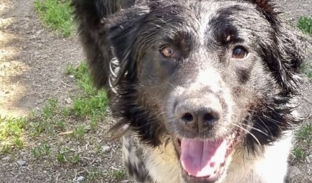 Picolino sucht hundeerfahrene, souveräne Menschen