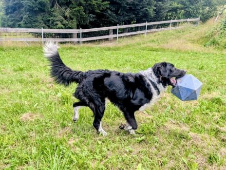 Picolino sucht hundeerfahrene, souveräne Menschen