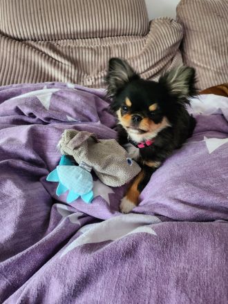 Chihuahua Hündin Welpe mit Ahnentafel