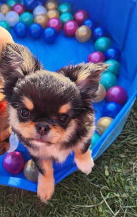Chihuahua Hündin Welpe mit Ahnentafel