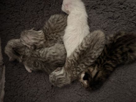 🐾 Wunderschöne Kitten suchen ein liebevolles Zuhause 🐾