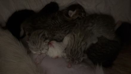 🐾 Wunderschöne Kitten suchen ein liebevolles Zuhause 🐾