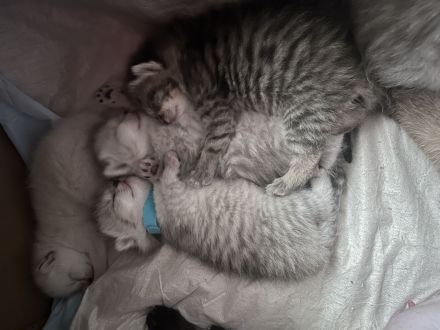 🐾 Wunderschöne Kitten suchen ein liebevolles Zuhause 🐾