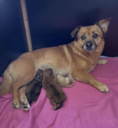 Havaneser-Mischling Sly sucht seine Familie