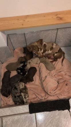 liebevoll aufgezogenen Zwergdackel-Welpen Abzugeben