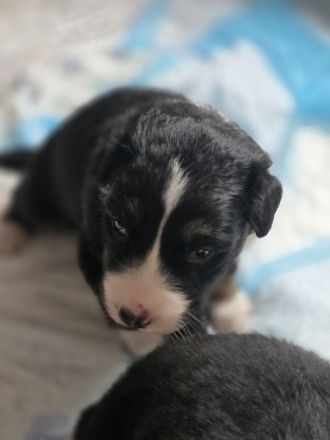 Border collie Welpe rüde zu vermitteln