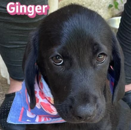Geronimo, Ginger, Greta und Gustav, 02/26 - Labi-Mixe suchen ihre Menschen