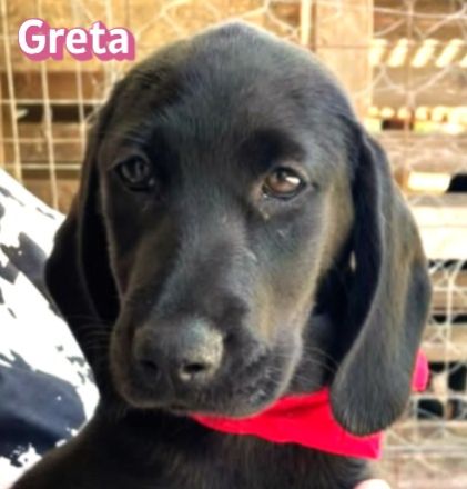 Geronimo, Ginger, Greta und Gustav, 02/26 - Labi-Mixe suchen ihre Menschen