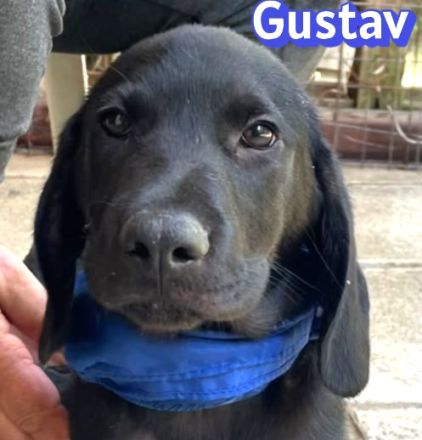 Geronimo, Ginger, Greta und Gustav, 02/26 - Labi-Mixe suchen ihre Menschen
