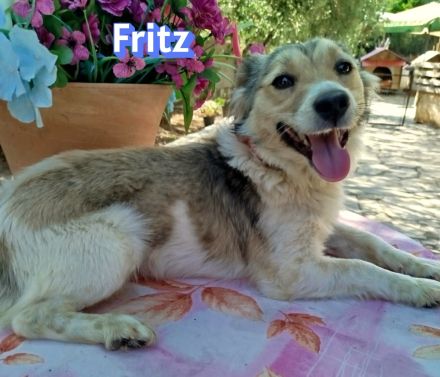 Friedl und Fritz, 06/24 - 2 Kokoni-Brüder suchen ihre Menschen