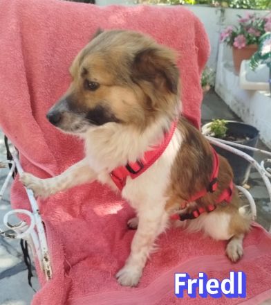 Friedl, 06/24 - kleiner Bub sucht seine Menschen