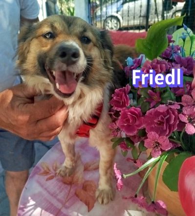 Friedl und Fritz, 06/24 - 2 Kokoni-Brüder suchen ihre Menschen