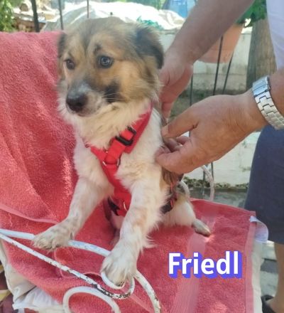 Friedl und Fritz, 06/24 - 2 Kokoni-Brüder suchen ihre Menschen