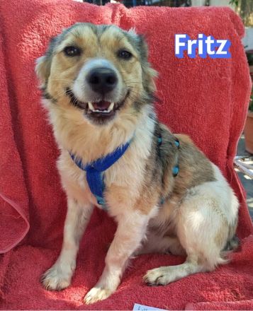 Friedl und Fritz, 06/24 - 2 Kokoni-Brüder suchen ihre Menschen