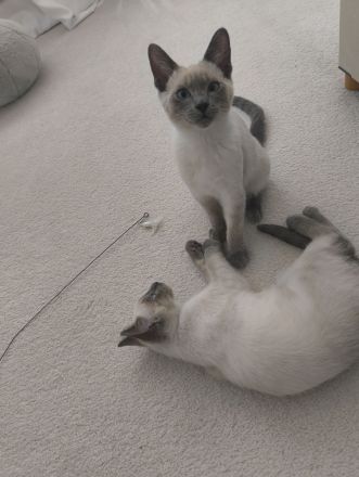 Reinrassige Siam Blue Point Kater suchen ein liebevolles Zuhause
