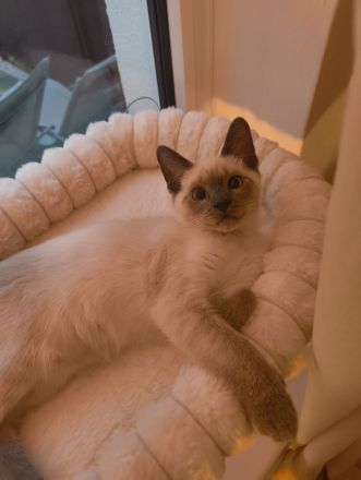 Reinrassige Siam Blue Point Kater suchen ein liebevolles Zuhause