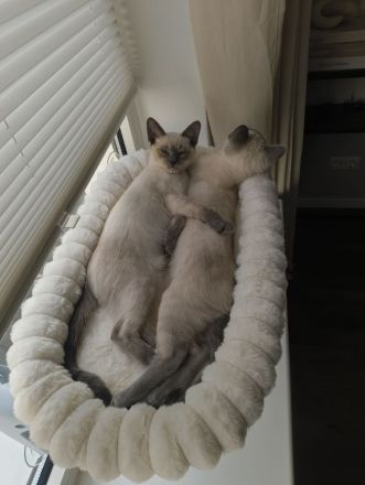 Reinrassige Siam Blue Point Kater suchen ein liebevolles Zuhause