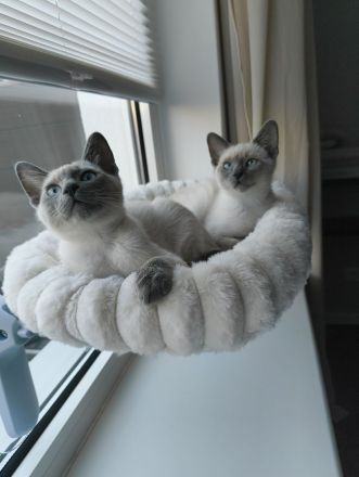 Reinrassige Siam Blue Point Kater suchen ein liebevolles Zuhause
