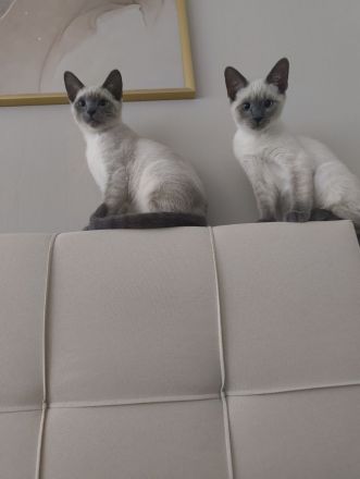 Reinrassige Siam Blue Point Kater suchen ein liebevolles Zuhause