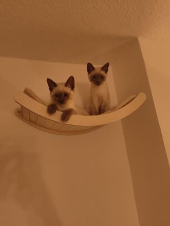 Reinrassige Siam Blue Point Kater suchen ein liebevolles Zuhause
