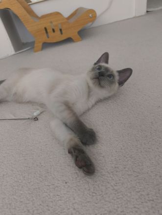 Reinrassige Siam Blue Point Kater suchen ein liebevolles Zuhause
