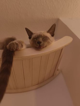 Reinrassige Siam Blue Point Kater suchen ein liebevolles Zuhause