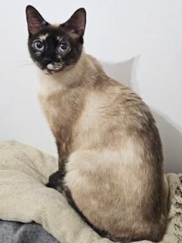 Mila, Einzelprinzessin