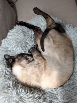 Mila, Einzelprinzessin