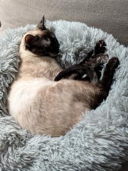 Mila, Einzelprinzessin