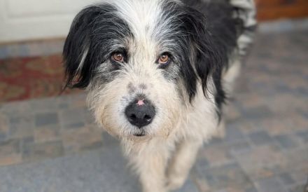 Stattlich schöner Wuschelhund Peter sucht Zuhause