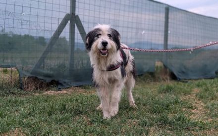 Stattlich schöner Wuschelhund Peter sucht Zuhause