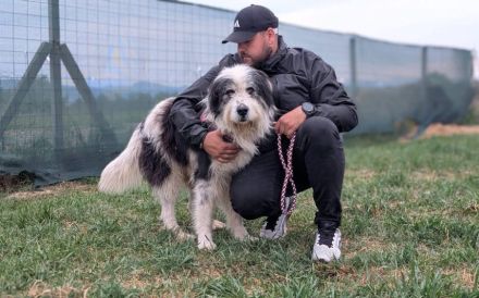 Stattlich schöner Wuschelhund Peter sucht Zuhause