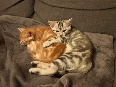 !! Nur noch 2 süße BKH -Mix Kitten, weiblich, auszugsbereit in Berlin, britisch Kurzhaar