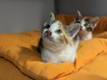 Moka und Trixie