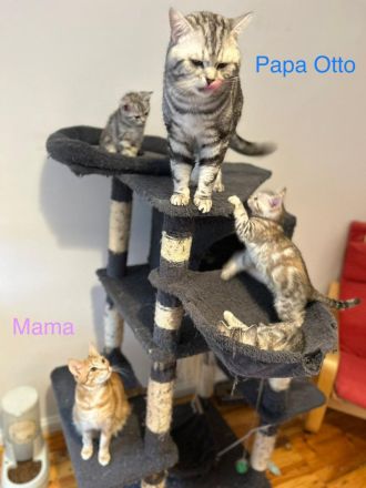 Erfahrener BKH Deckkater in Whiskas, classic silver tabby, Britisch Kurzhaar, Berlin