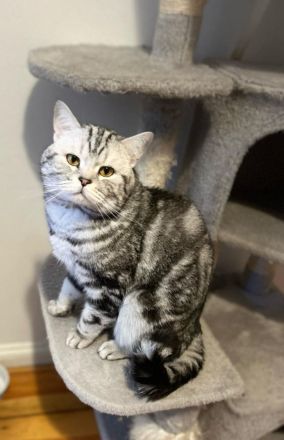 Erfahrener BKH Deckkater in Whiskas, classic silver tabby, Britisch Kurzhaar, Berlin