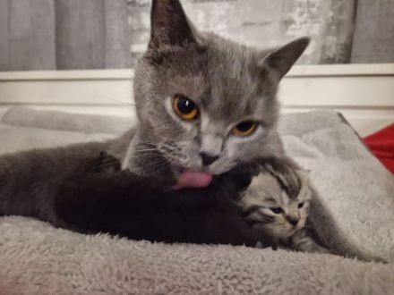 Erfahrener BKH Deckkater in Whiskas, classic silver tabby, Britisch Kurzhaar, Berlin