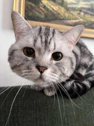 Erfahrener BKH Deckkater in Whiskas, classic silver tabby, Britisch Kurzhaar, Berlin