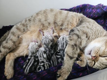 Erfahrener BKH Deckkater in Whiskas, classic silver tabby, Britisch Kurzhaar, Berlin
