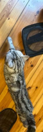 Erfahrener BKH Deckkater in Whiskas, classic silver tabby, Britisch Kurzhaar, Berlin