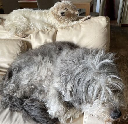 Bichon-Frisé-Mischlings-Hündin und Berga Masker Rüde
