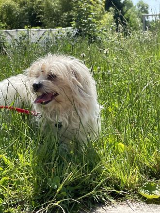 Bichon-Frisé-Mischlings-Hündin und Berga Masker Rüde