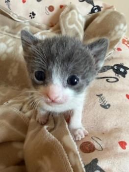 Freya, Lua, Tom und Kai (Mutter mit ihren Kitten)