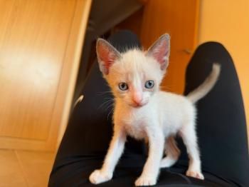 Freya, Lua, Tom und Kai (Mutter mit ihren Kitten)